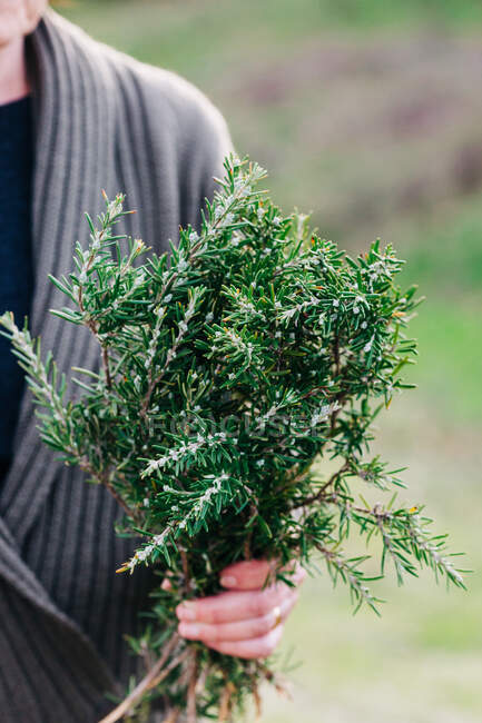Crop woman with bunch of rosemary — Stock Photo