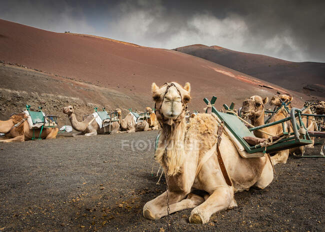 Group of beautiful camels with saddles lying on rough ground and relaxing on cloudy day in countryside - foto de stock