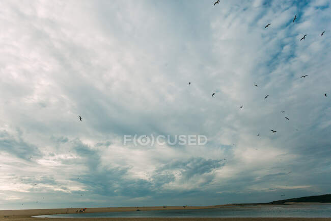 Birds over beach on cloudy day — Stock Photo