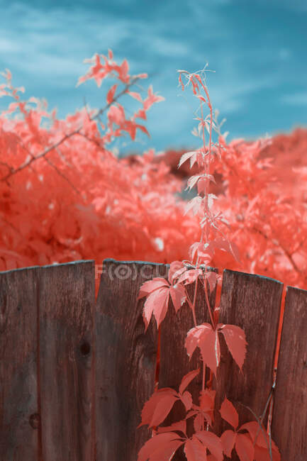 Feuilles infrarouges lumineuses sur une jolie plante près d'une clôture en bois dans une rue de banlieue — Photo de stock