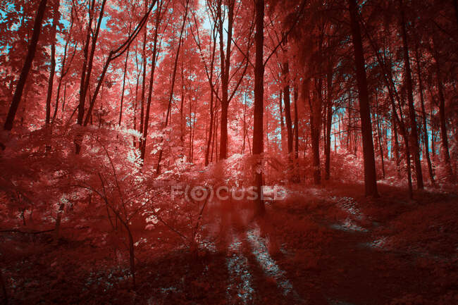 Árvores infravermelhas incríveis crescendo em bosque maravilhoso contra o céu brilhante em Linz, Áustria — Fotografia de Stock