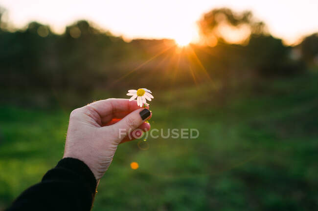 Main de femme anonyme tenant une petite camomille sur fond flou de campagne — Photo de stock