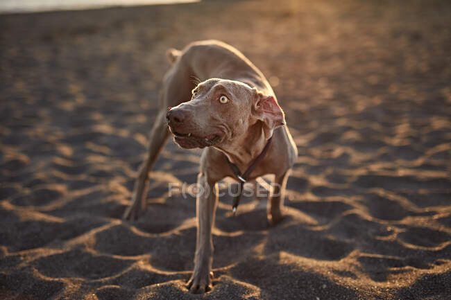 Funny dog on beach — Stock Photo