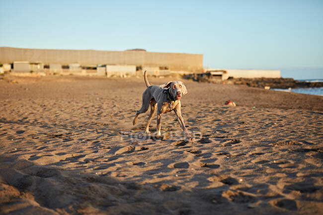 Lustiger Hund am Strand — Stockfoto