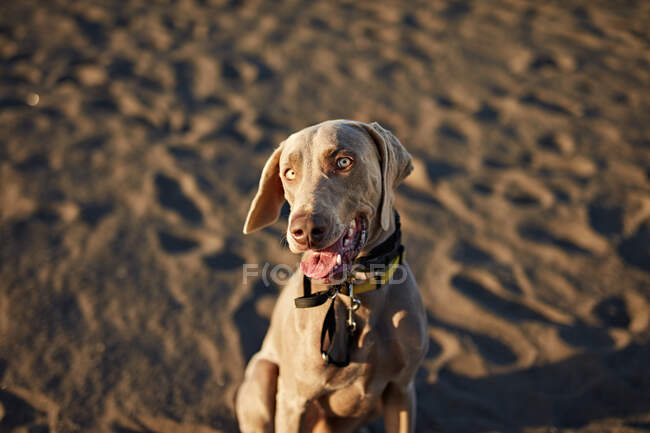 Зверху милий собака дихає сильно, сидячи на піску в сонячний день на пляжі — стокове фото