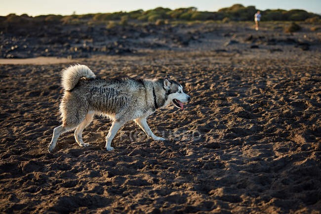 Divertido perro en la playa - foto de stock