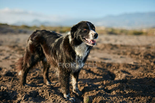 Смішний собака сидить на пляжі — стокове фото