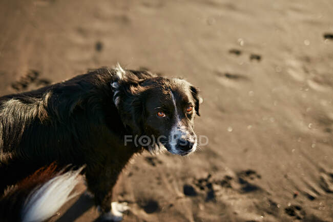 Смішний собака на пляжі — стокове фото