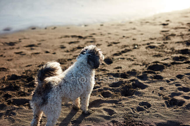Дивний пес на пляжі. — стокове фото