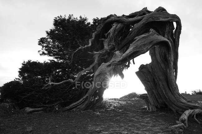 Black and white wonderful dry wood trunk between plants in Hierro Island, Canary Island, Spain — Stock Photo