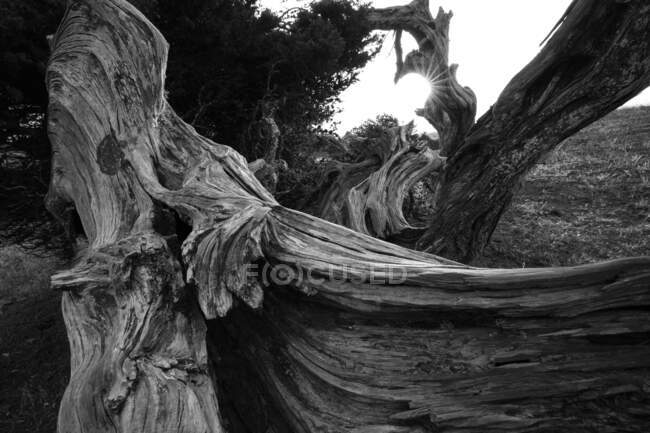 Preto e branco maravilhoso tronco de madeira seca entre plantas na Ilha Hierro, Ilha Canária, Espanha — Fotografia de Stock