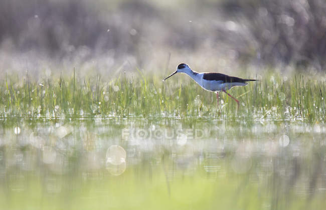 Stilt bird walking between water and green grass in sunny weather in Belena Lagoon, Guadalajara, Spain — Stock Photo