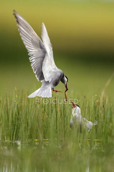 Oiseau blanc apportant de la nourriture à l'oiseau entre les herbes vertes sur fond flou dans la lagune de Belena, Guadalajara, Espagne — Photo de stock
