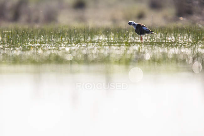 Stilt bird walking between water and green grass in sunny weather in Belena Lagoon, Guadalajara, Espanha — Fotografia de Stock