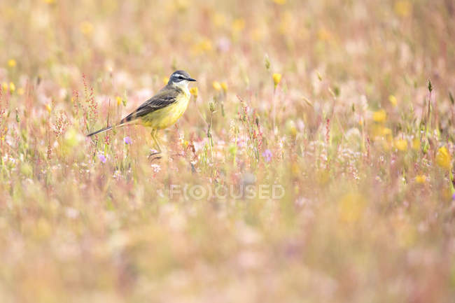 Pássaro amarelo em pé no prado na Lagoa de Belena, Guadalajara, Espanha — Fotografia de Stock