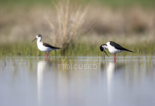 Stilt birds walking between water and green grass in sunny weather in Belena Lagoon, Guadalajara, Spain — Stock Photo