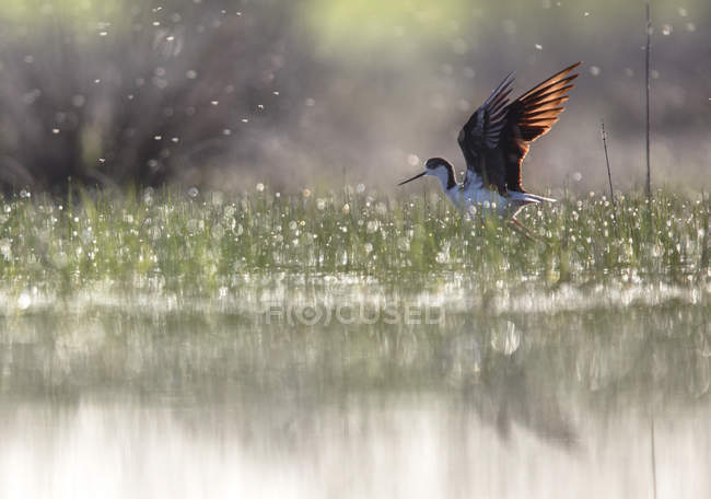 Uccello stilt con ali spiegate vicino all'acqua ed erba verde nel tempo soleggiato in Laguna di Belena, Guadalajara, Spagna — Foto stock