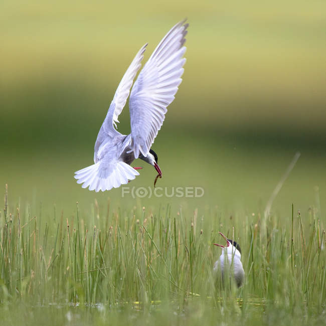 Pássaro branco trazendo comida para pássaro entre grama verde no fundo borrado em Belena Lagoon, Guadalajara, Espanha — Fotografia de Stock