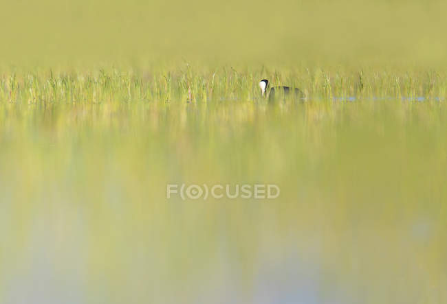 Coot bird on water surface between green grass on blurred background, Belena Lagoon, Guadalajara, Espanha — Fotografia de Stock