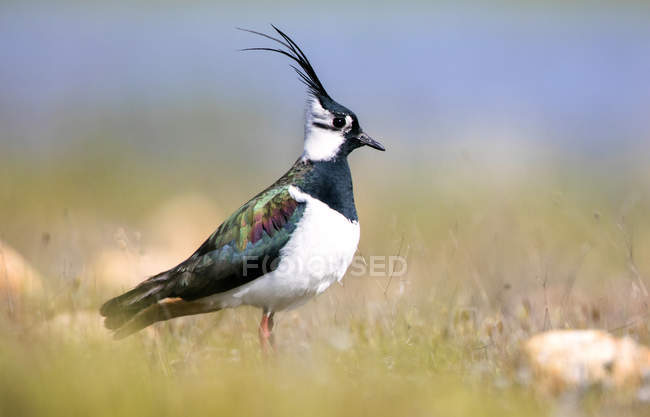 Lapwing bird polching on green grass on blurred background in Belena Lagoon, Guadalajara, Espanha — Fotografia de Stock