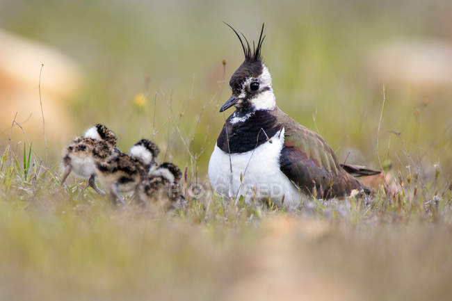 Lapwing bird perching in green grass with babies on blurred background in Belena Lagoon, Guadalajara, Spain — Stock Photo