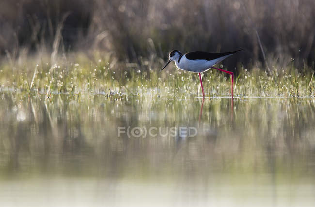 Stilt bird walking between water and green grass in sunny weather in Belena Lagoon, Guadalajara, Spain — Stock Photo