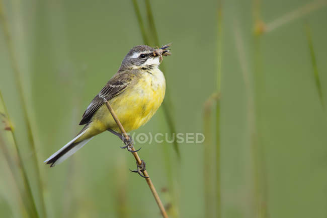 Pássaro amarelo empoleirado no ramo entre grama verde e segurando comida em bico no fundo borrado na Lagoa de Belena, Guadalajara, Espanha — Fotografia de Stock