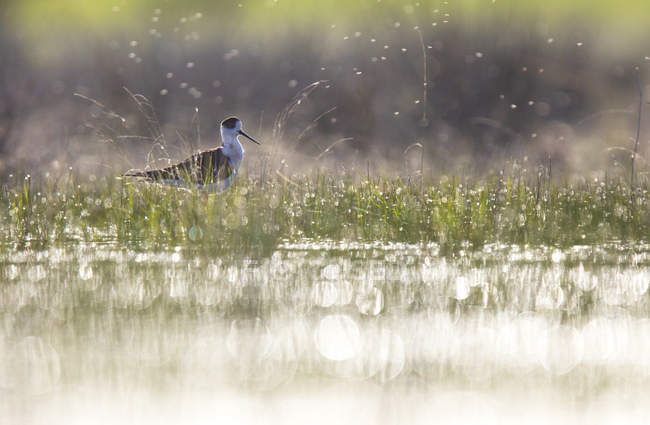 Птах Діджуса, проходячи між водою і зеленої трави в сонячну погоду в Belena лагуни, Польща — стокове фото
