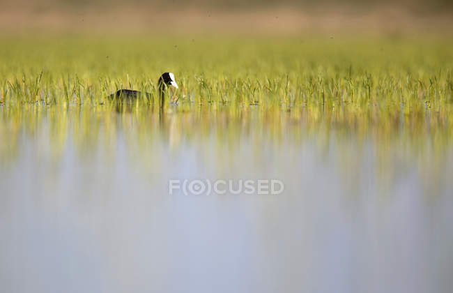 Coot bird on water surface between green grass in Belena Lagoon, Guadalajara, Spain — Stock Photo