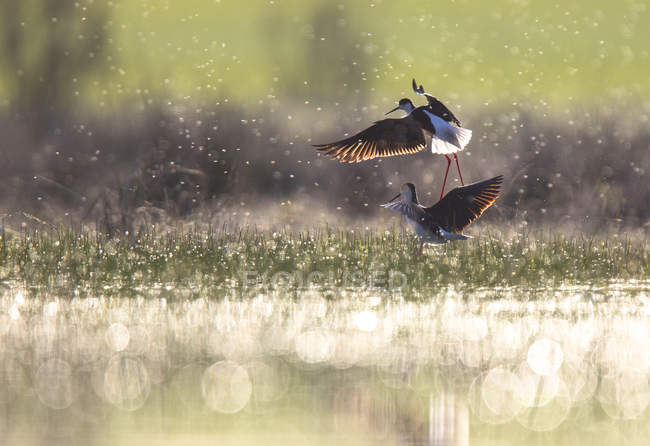 Uccelli selvatici che volano tra spruzzi vicino all'acqua in tempo soleggiato nella laguna di Belena, Guadalajara, Spagna — Foto stock