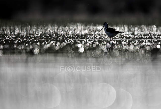 Oiseau incliné marchant entre l'eau et l'herbe par temps ensoleillé à Belena Lagoon, Guadalajara, Espagne — Photo de stock