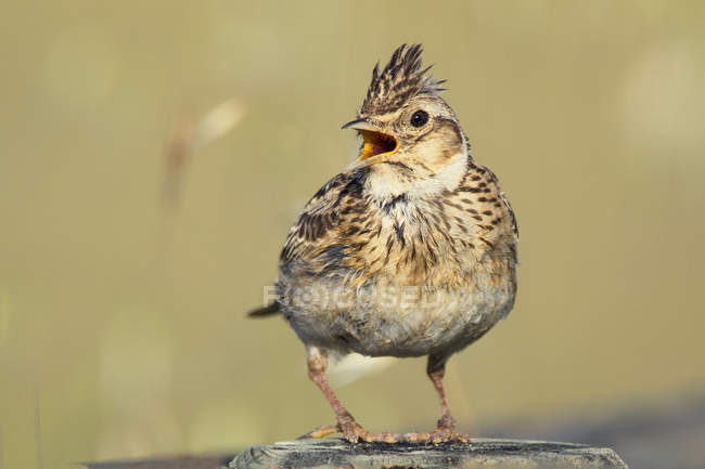 Crested lark bird perching on rock between green grass and singing on blurred background in Belena Lagoon, Guadalajara, Spain — Stock Photo