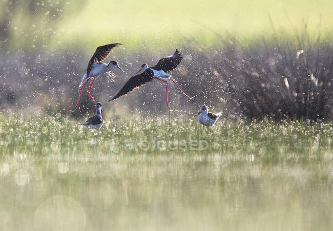 Wild birds flying between splashes near water in sunny weather in Belena Lagoon, Guadalajara, Spain — Stock Photo