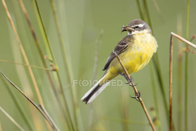 Pássaro amarelo empoleirado no ramo entre grama verde com comida em bico no fundo borrado na Lagoa de Belena, Guadalajara, Espanha — Fotografia de Stock