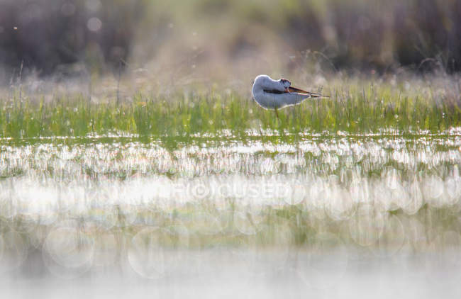 Схожого на ходулі птах стоячи у воді у сонячну погоду у лагуні Belena, Польща — стокове фото