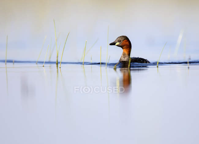 Piccolo uccello del grebe che galleggia sulla superficie dell'acqua tra l'erba verde nella laguna di Belena, Guadalajara, Spagna — Foto stock