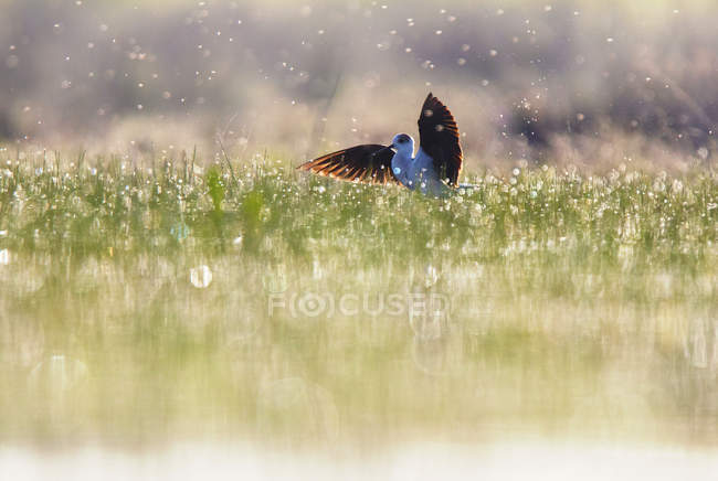 Схожого на ходулі птах з розпростертими крилами у воді і зеленої трави в сонячну погоду у лагуні Belena, Польща — стокове фото