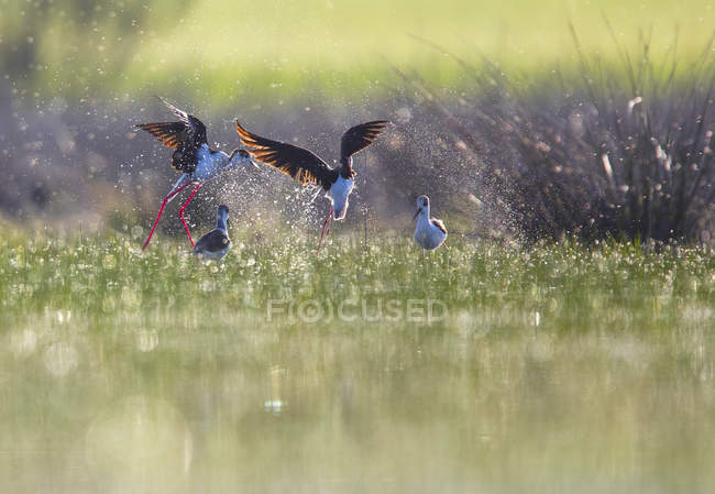 Wildvögel fliegen zwischen Spritzern in Wassernähe bei sonnigem Wetter in Belena Lagune, Guadalajara, Spanien — Stockfoto
