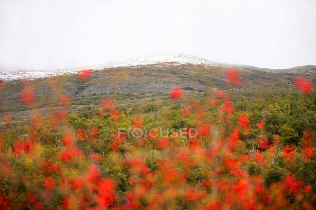 Piccoli fiori rossi che crescono vicino meravigliosa catena montuosa in fantastica giornata nuvolosa nella natura — Foto stock