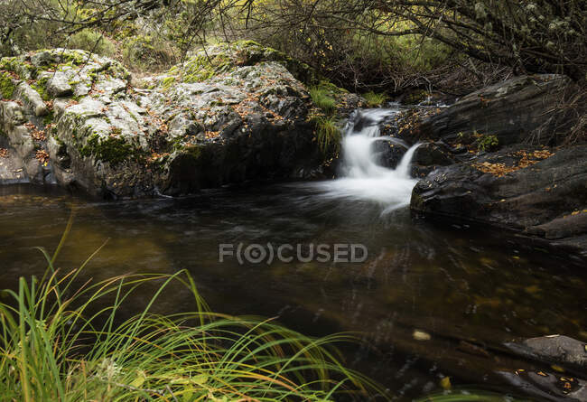 Meraviglioso ruscello con acqua dolce limpida che scorre nella maestosa foresta autunnale — Foto stock