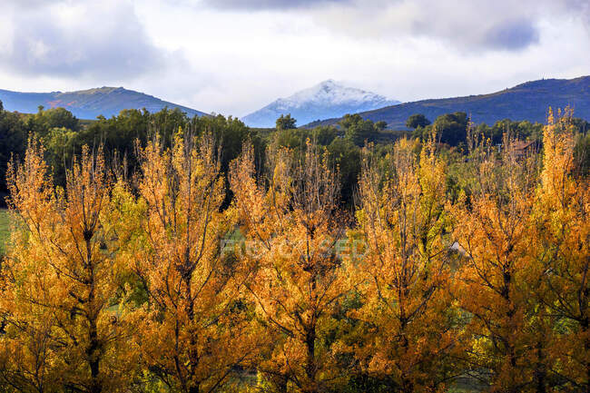 Piccoli alberi con foglie gialle che crescono vicino a una meravigliosa catena montuosa in una fantastica giornata nuvolosa nella natura — Foto stock