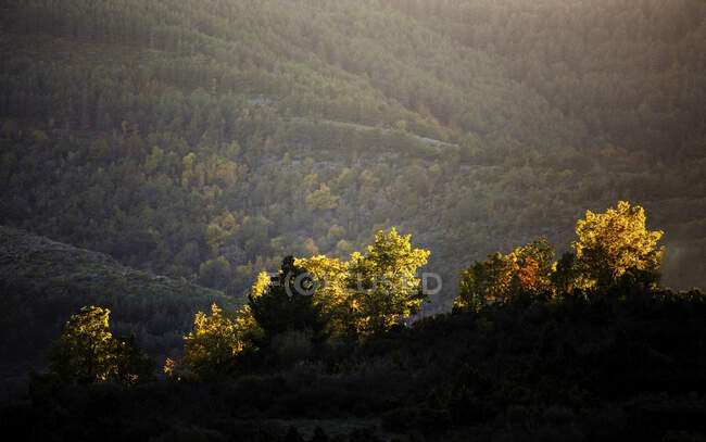 Bäume, die in der Nähe wunderbarer Gebirgszüge wachsen, werden von einem Sonnenstrahl geblitzt — Stockfoto