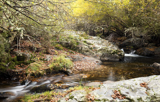 Чудовий струмок з чистою прісною водою, що тече у величному осінньому лісі — стокове фото