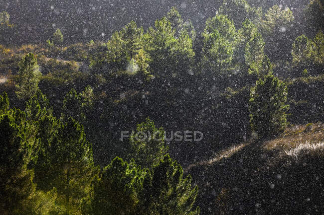 Деревья растут возле прекрасной горной цепи в снежный день — стоковое фото