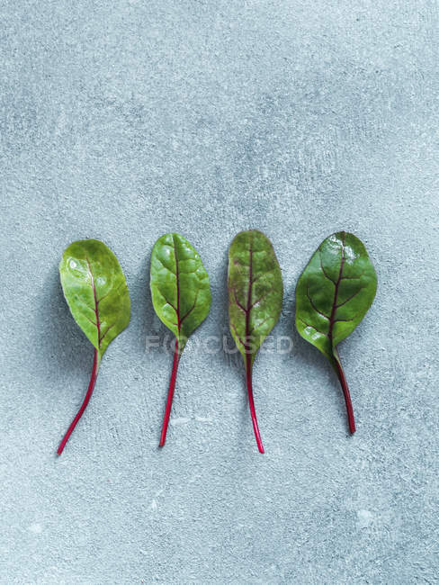 Feuilles de blette vert frais en rangée sur fond de pierre grise — Photo de stock