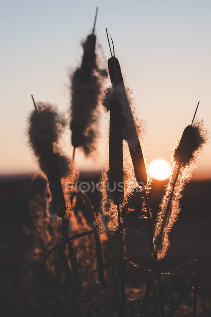 Reeds com penugem crescendo no campo ao pôr do sol — Fotografia de Stock