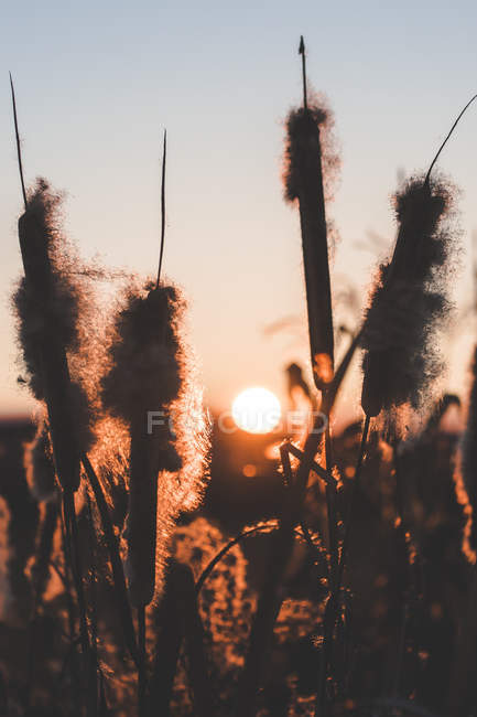 Schilf mit Flusen, die bei Sonnenuntergang auf dem Feld wachsen — Stockfoto