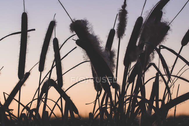 Камыш с пухами растет в поле на закате — стоковое фото