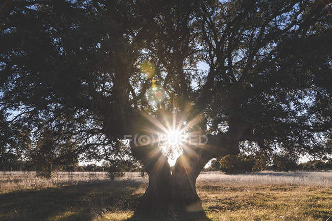 Großer grüner Baum auf Feld im Sommer wieder beleuchtet — Stockfoto