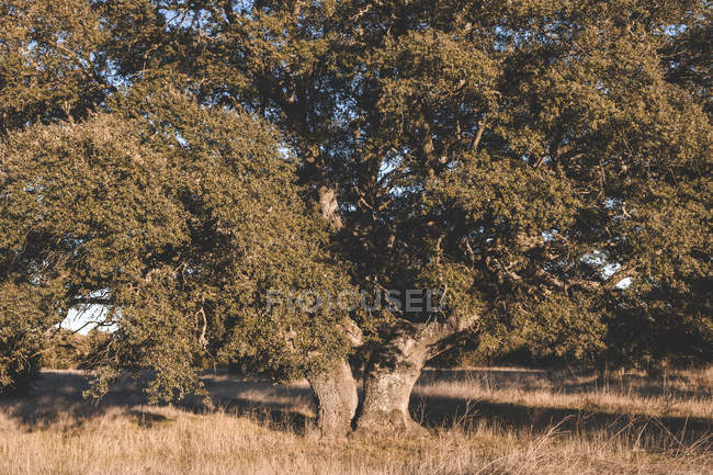 Big green tree on field in summer — Stock Photo